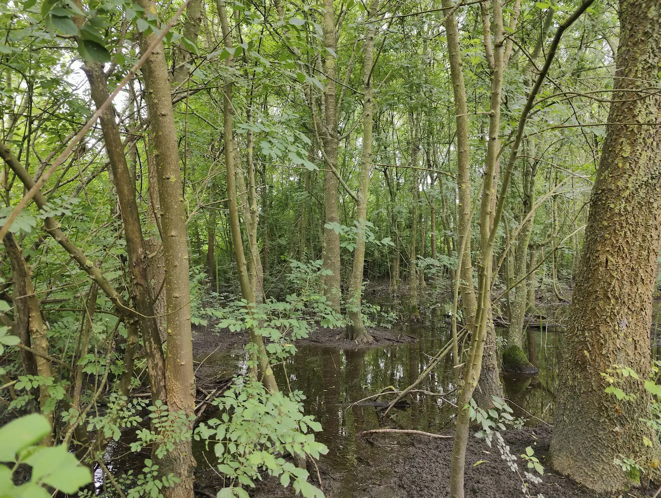 Foreste alluvionali di Alnus glutinosa e Fraxinus excelsior
